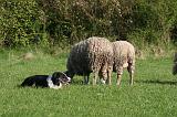 BORDER COLLIE - MOUTONS 095